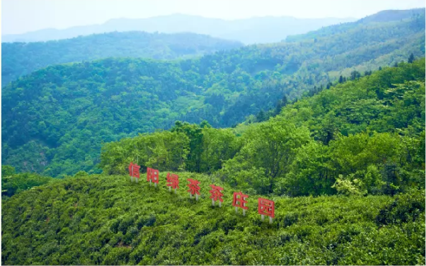 为什么选华祥苑正季绿茶?