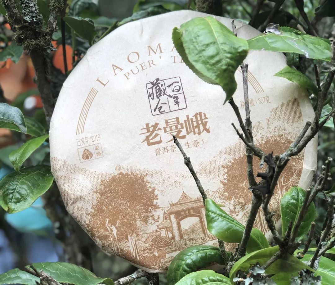 普洱茶生茶工艺