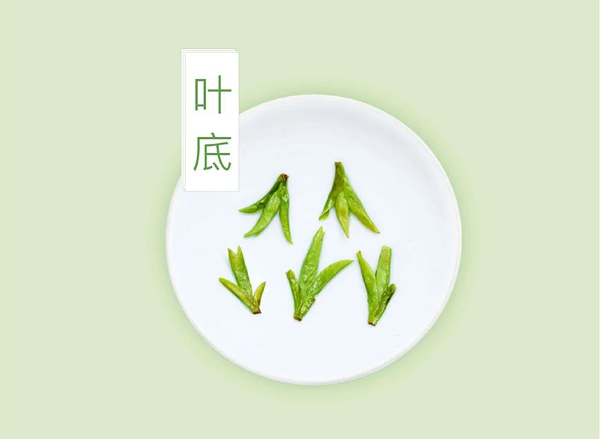 一杯好龙井该有的样子！