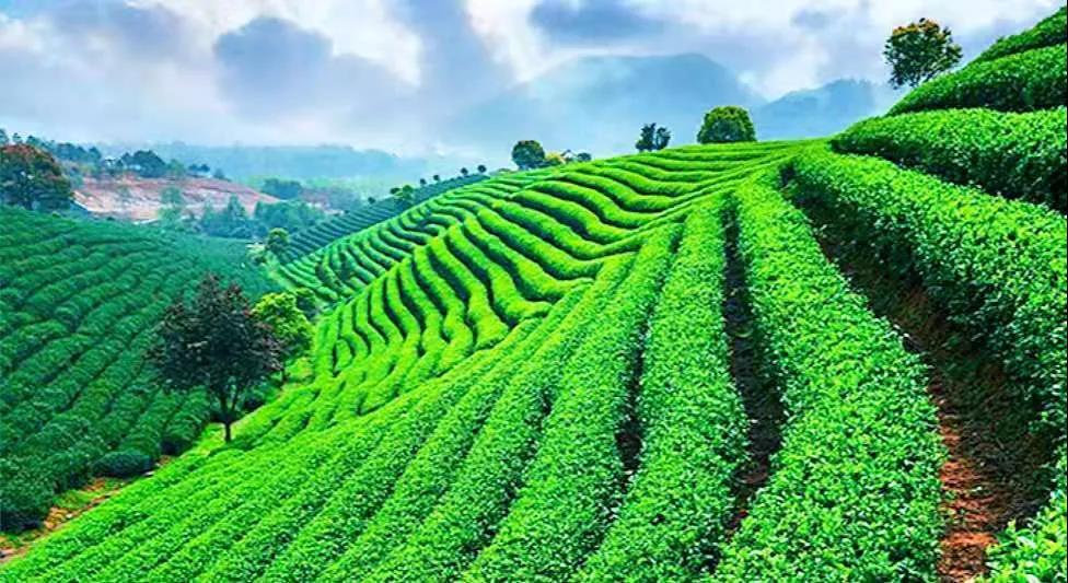 用一罐茶，发现生活别样的美好