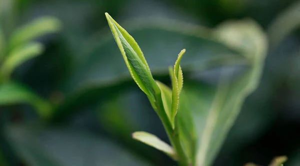 正季明前龙井茶
