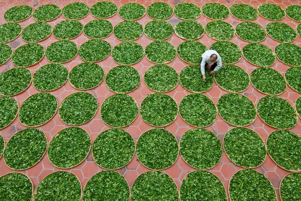 城市采茶人的茶香乐园