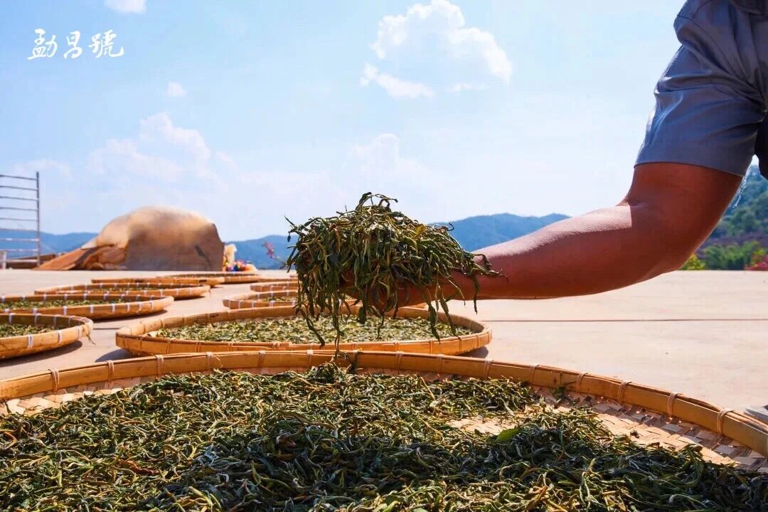 普洱春茶贵在哪里？