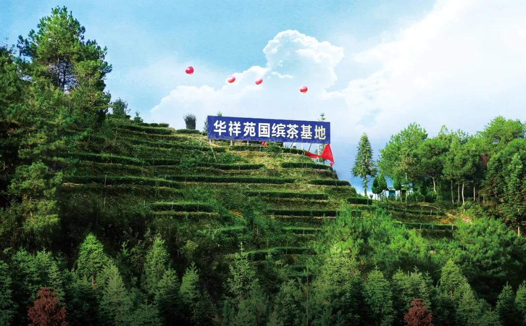 2021茶叶加盟应该怎么选？