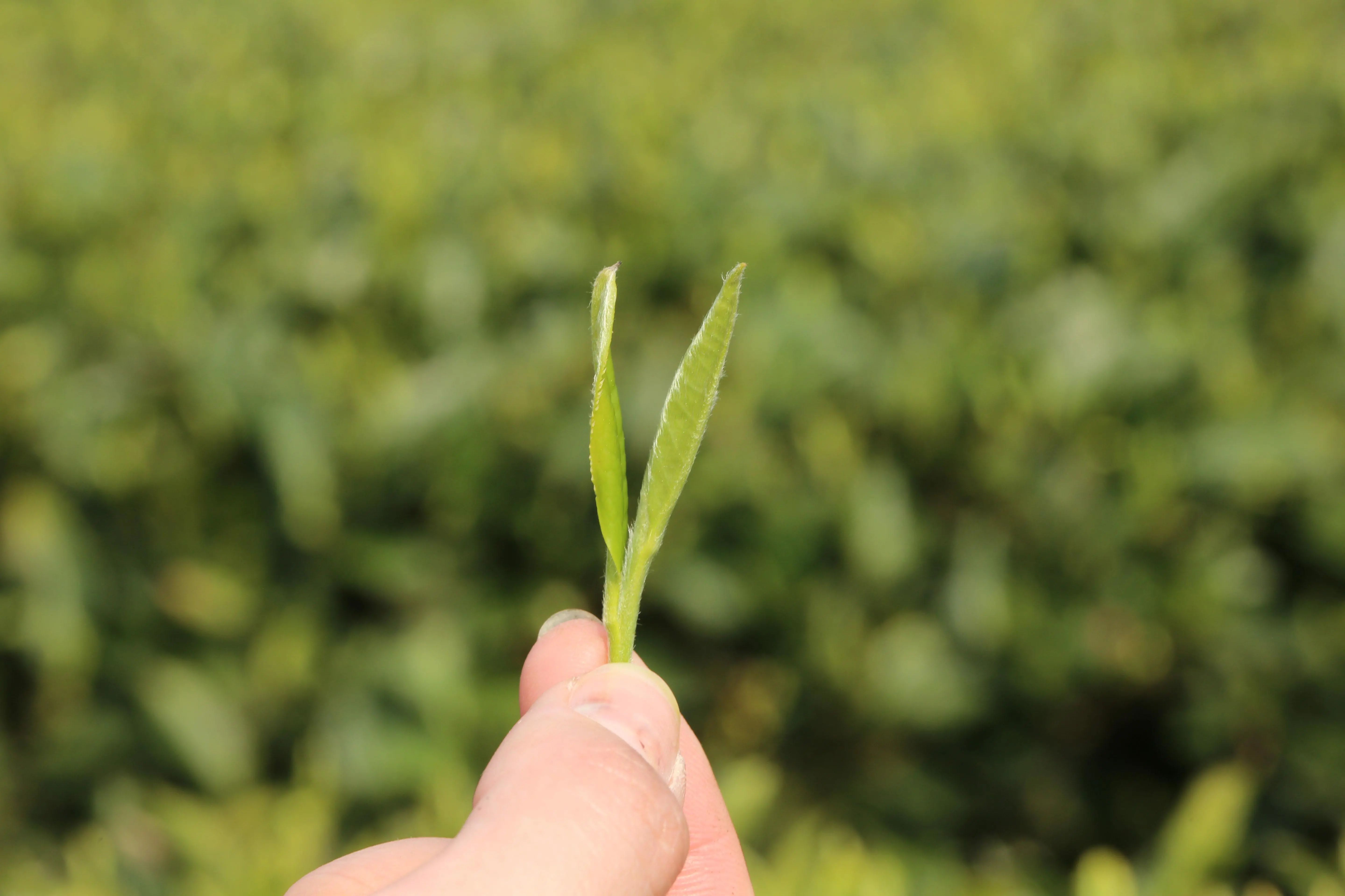 喝茶新手买白茶怎么选择？