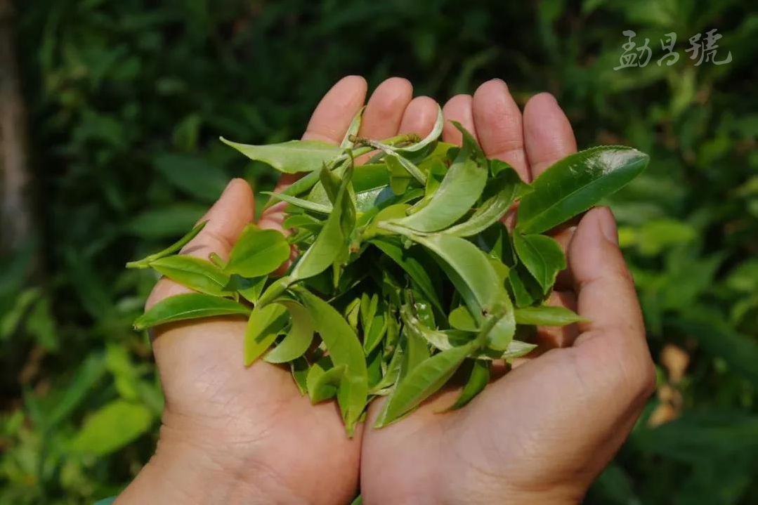 普洱茶收藏价值与意义