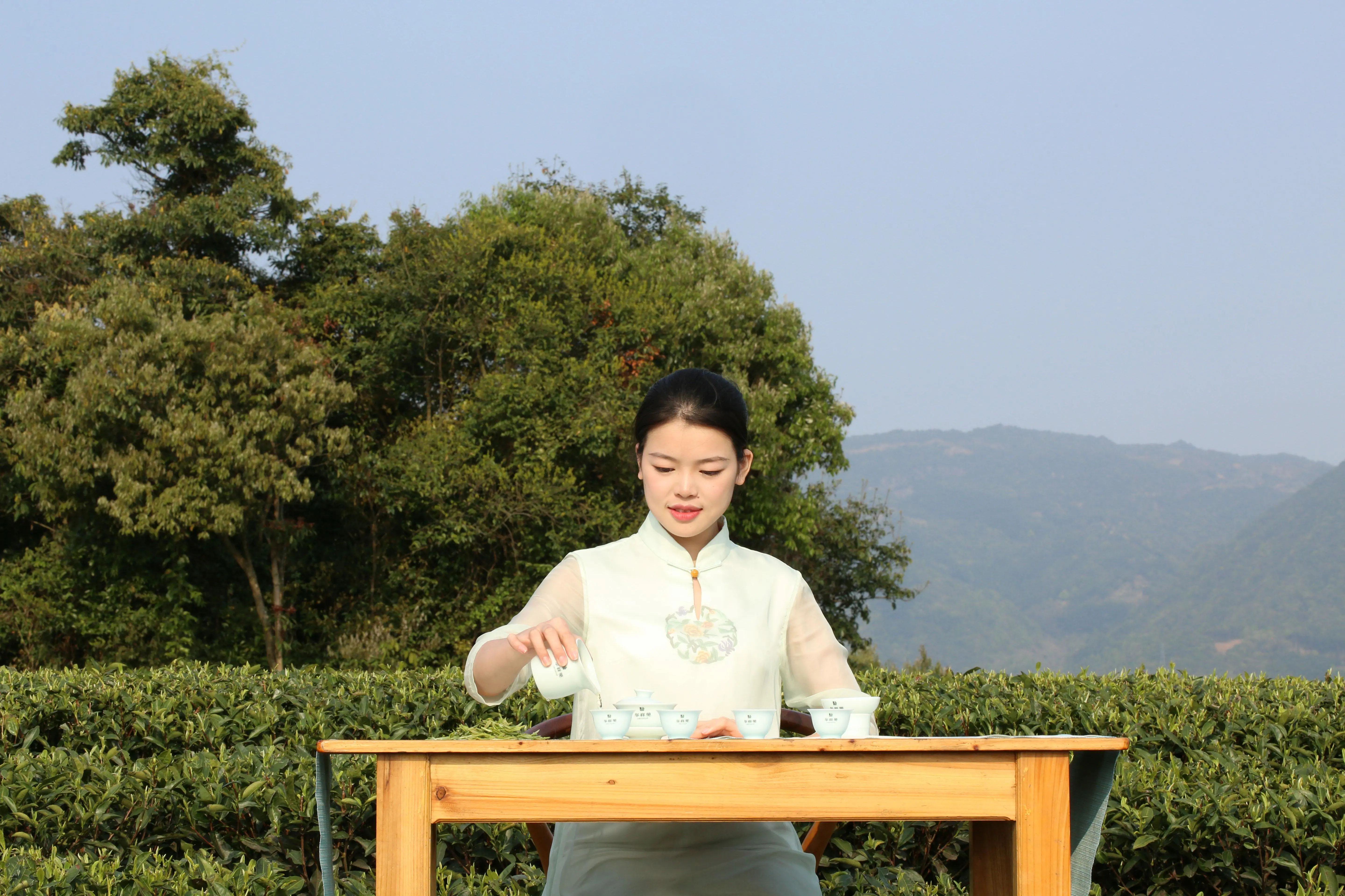 寿眉是什么茶