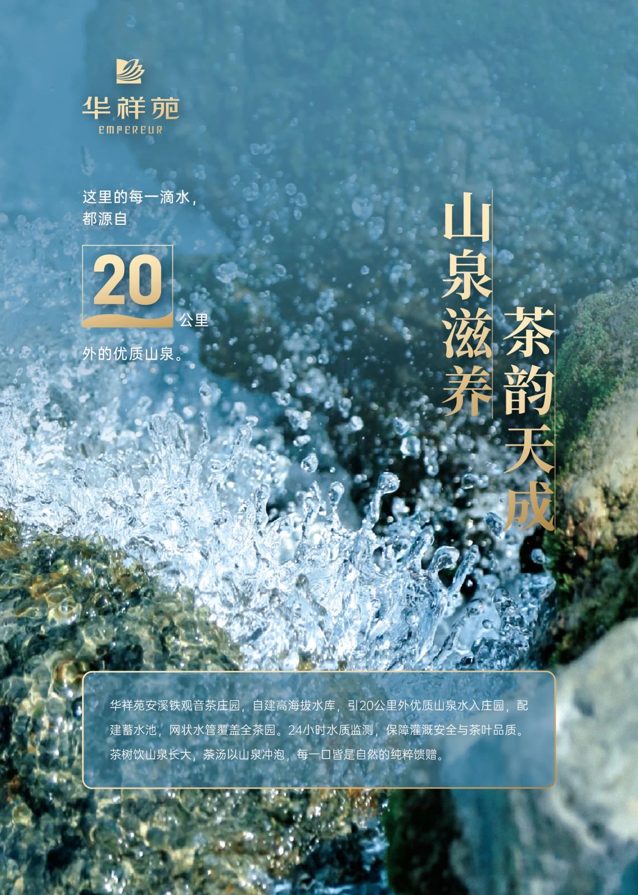 安溪铁观音