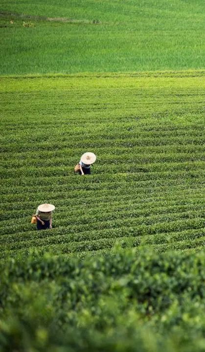 茶庄园