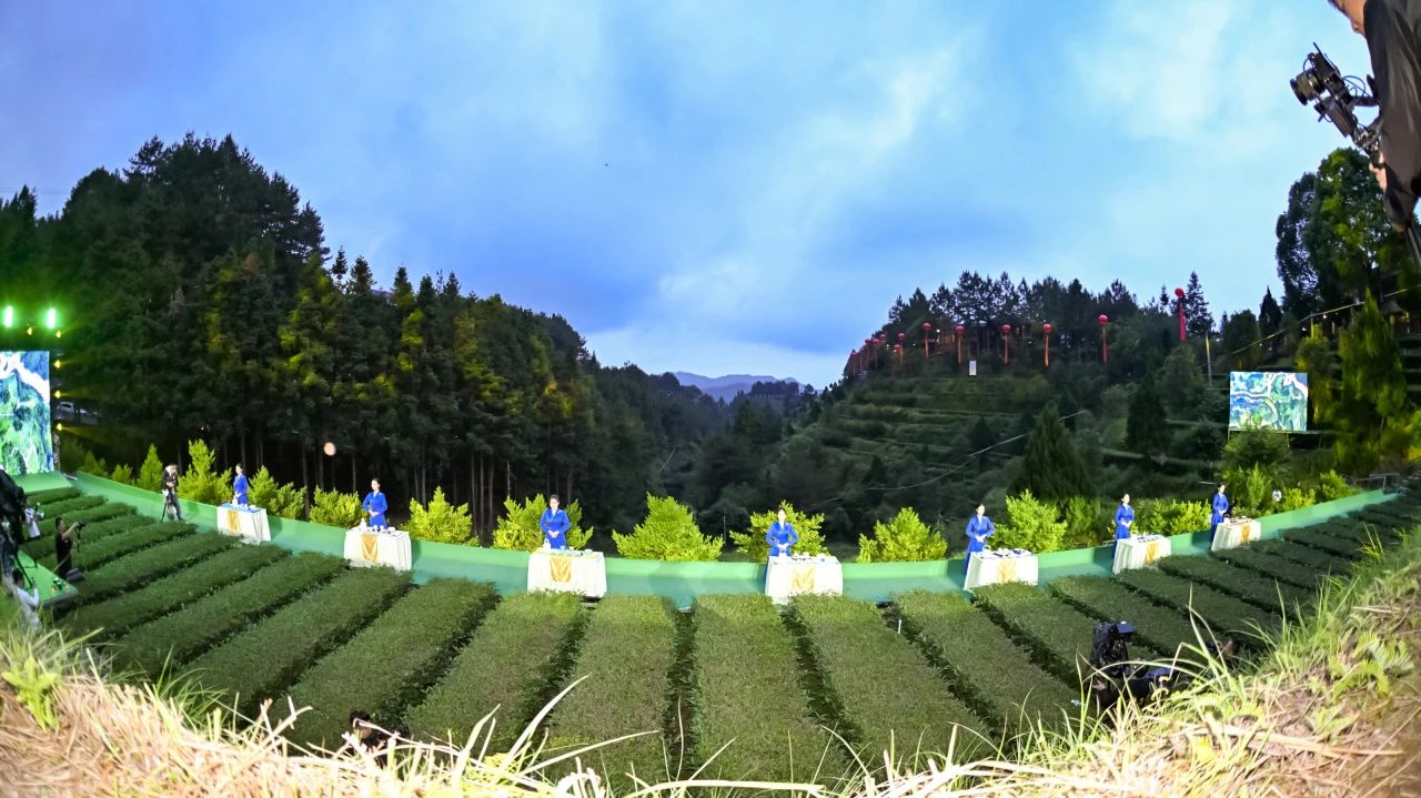 铁观音加盟