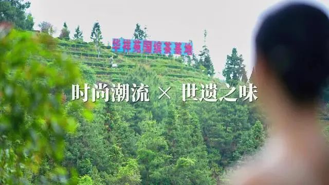 铁观音加盟