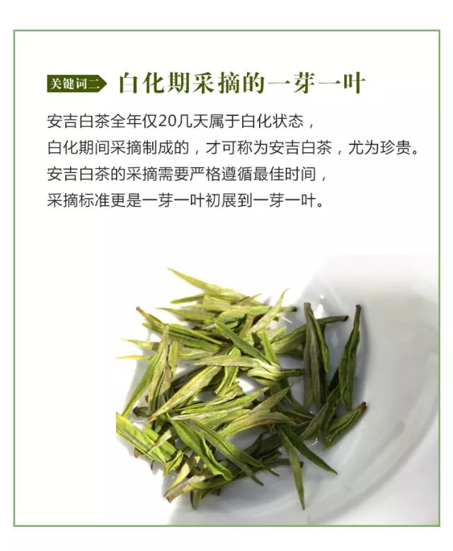 华祥苑天子安吉白茶 ▎绿茶界的"小鲜肉"来搞事情了!